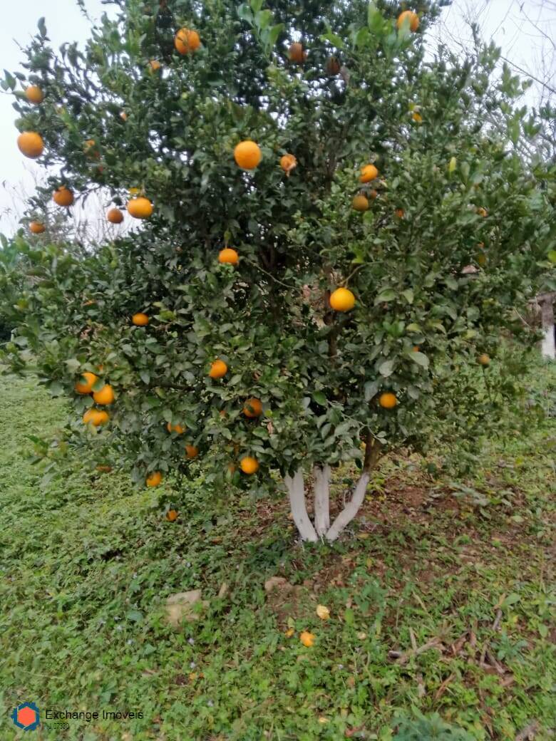 Chácara à venda com 5 quartos, 10700m² - Foto 10